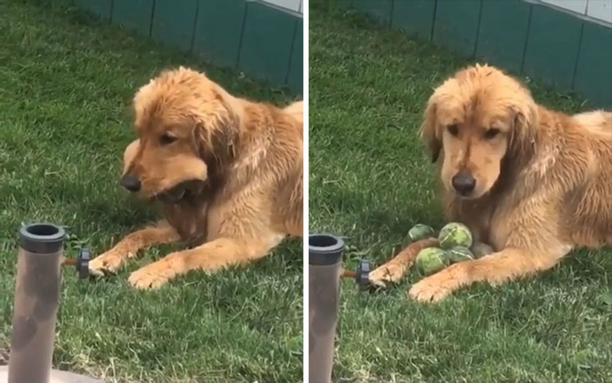 2 photos of a golden retriever laying on grass with a bulging mouth and then having a bunch of tennis balls in front of it in the second photo