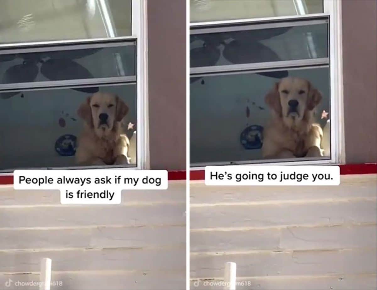 2 photos of a golden retriever standing at a window looking out