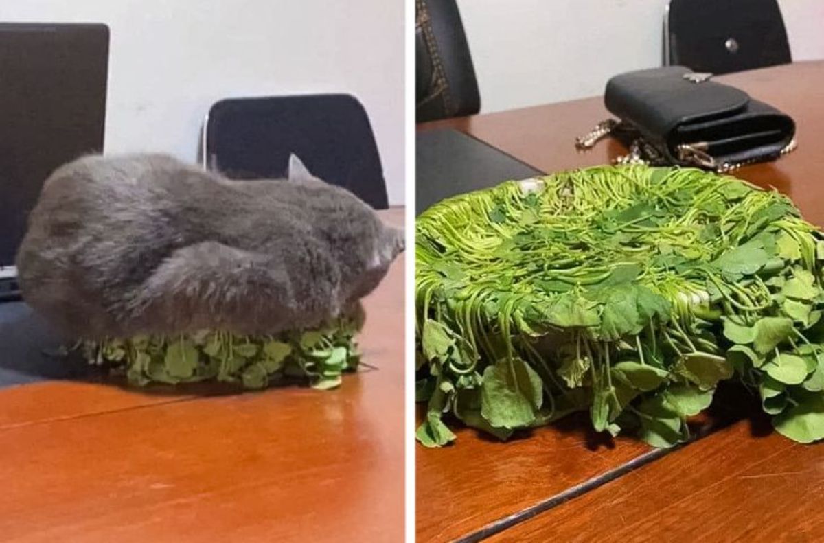 2 photos of a grey cat sleeping on a pot with flattened plants placed on a table