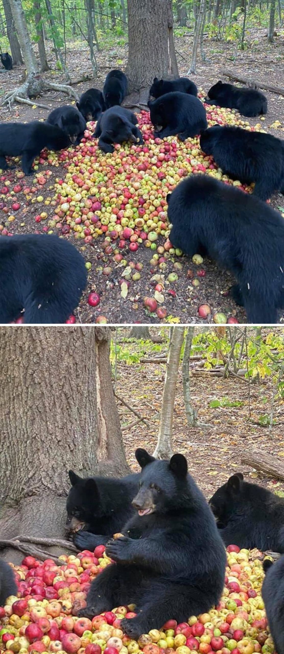 2 photos of a group of black bears eating apples on the ground