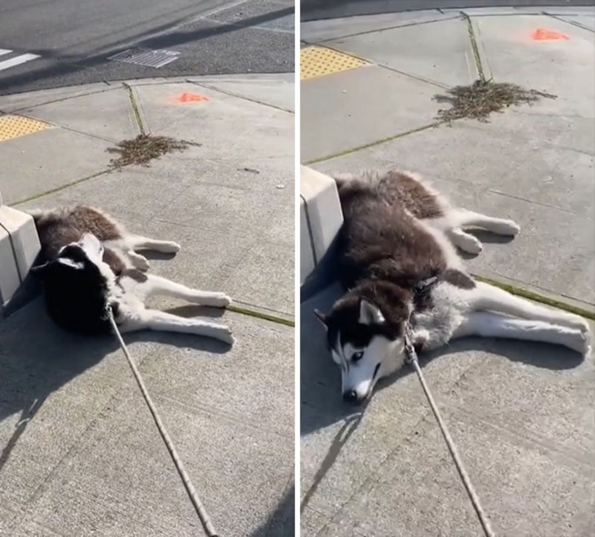 2 photos of a husky laying on the road with a leash on