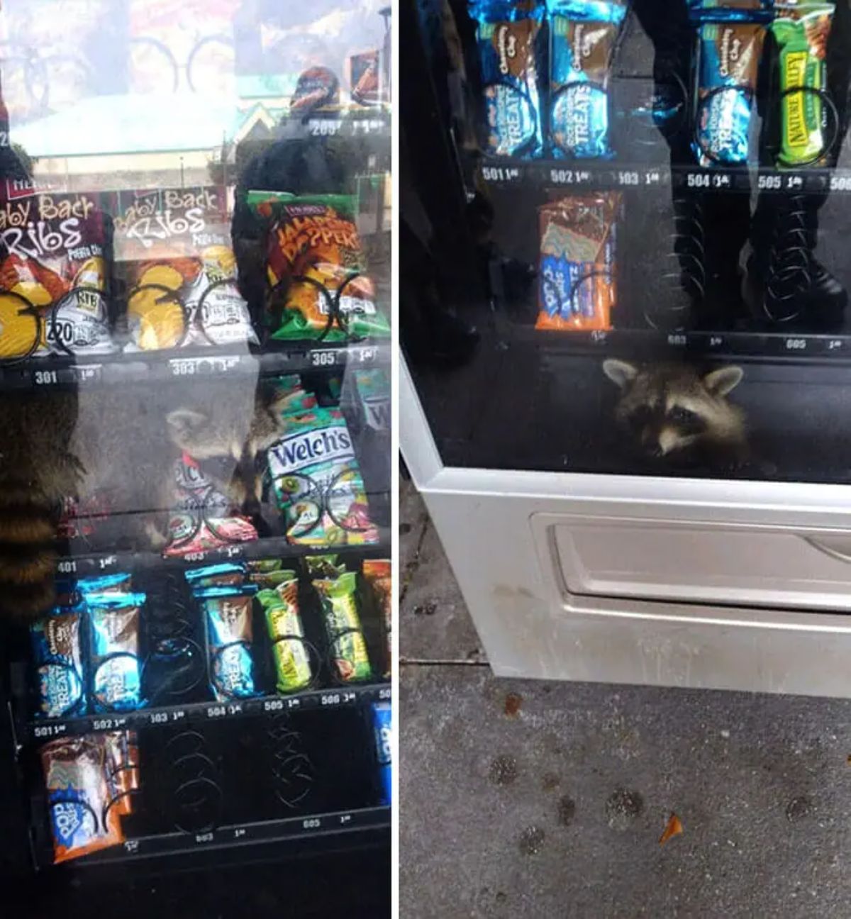 2 photos of a raccoon inside a vending machine