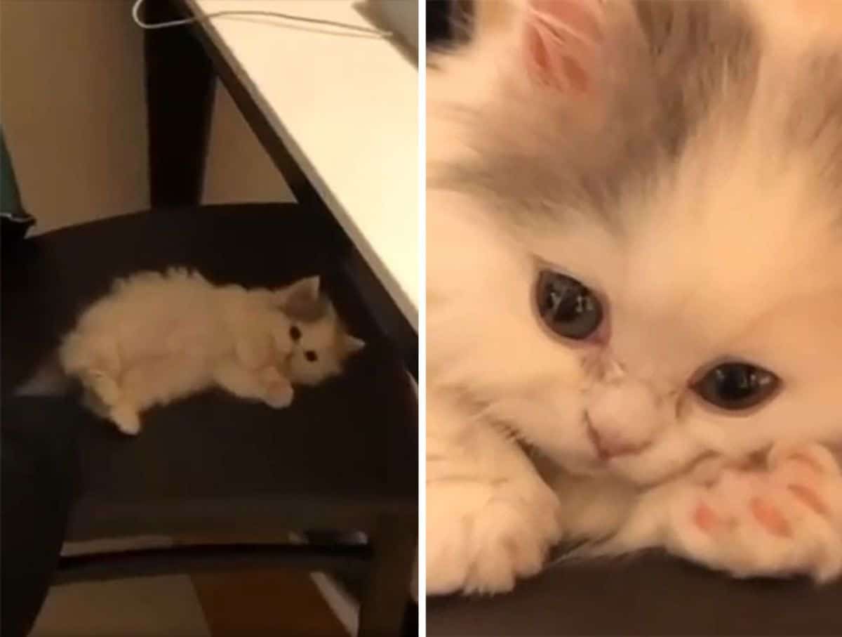 2 photos of a white fluffy kitten laying sideways on a chair