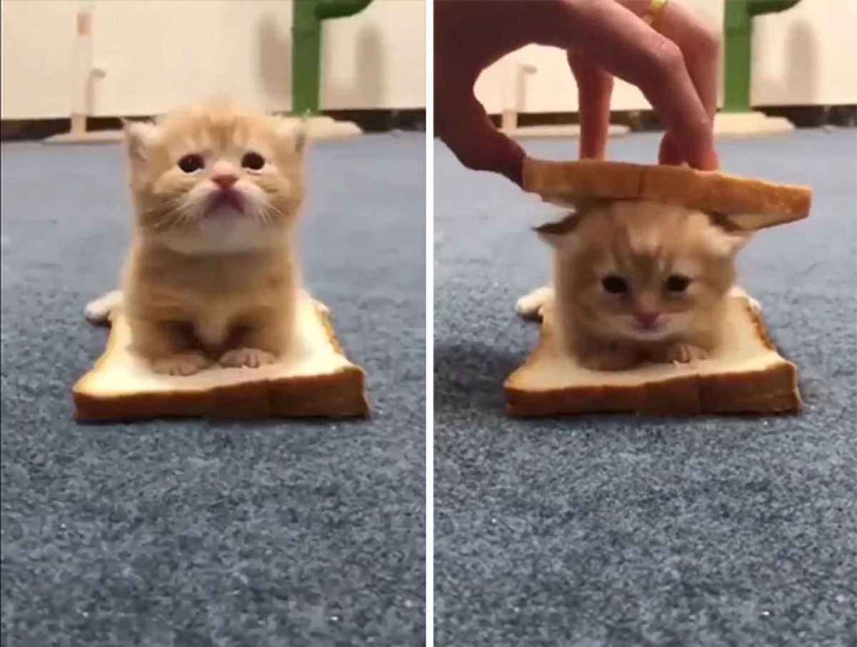2 photos of an orange kiten sitting on a slice of white bread and being sandwiched between two slices of white bread