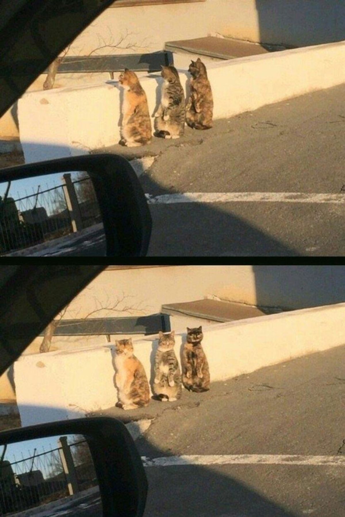 2 photos of three cats standing on their hind legs and looking over a wall then turning around to look at the camera