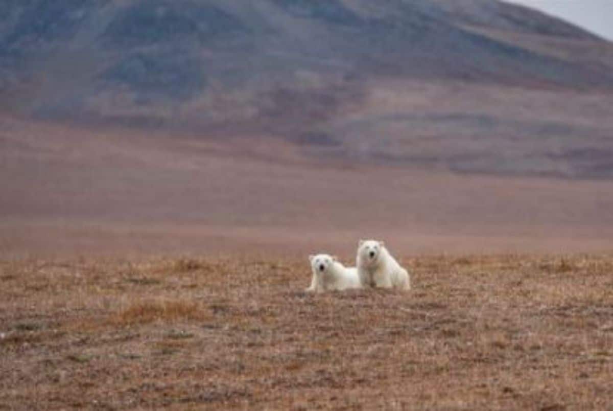 2 polar bears sitting in a field