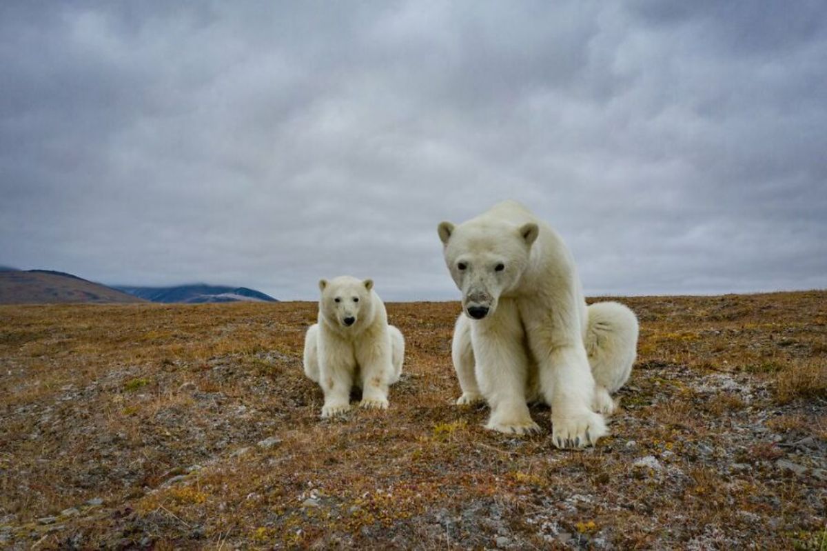 2 polar bears sitting on rocks covered in grass