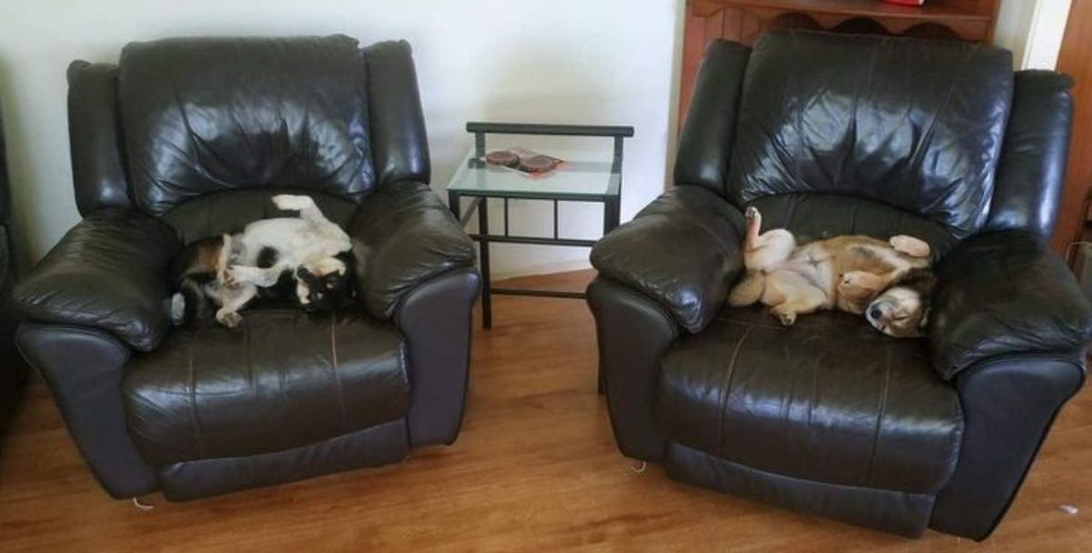2 shiba inus sleeping on 2 chairs with their bellies showing