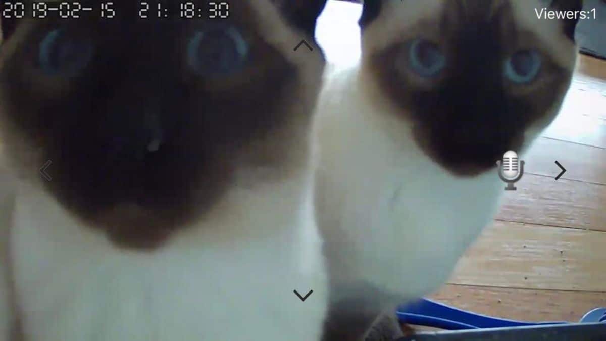 2 siamese cats close up of their faces