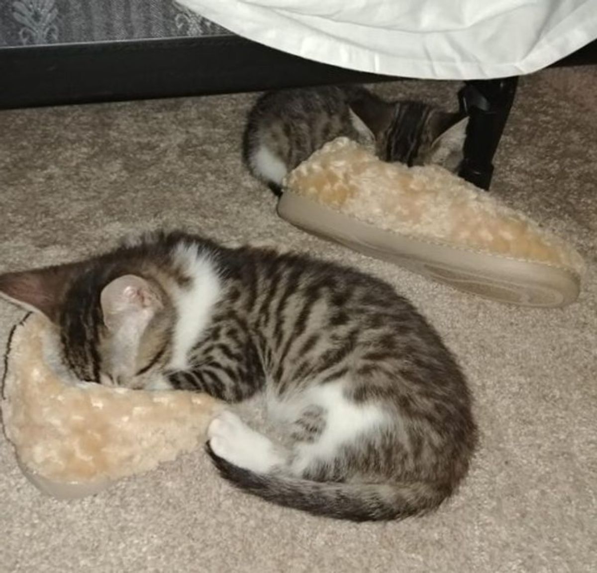 2 white and brown tabby kittens sleeping on the floor with their faces inside a brown fuzzy slipper