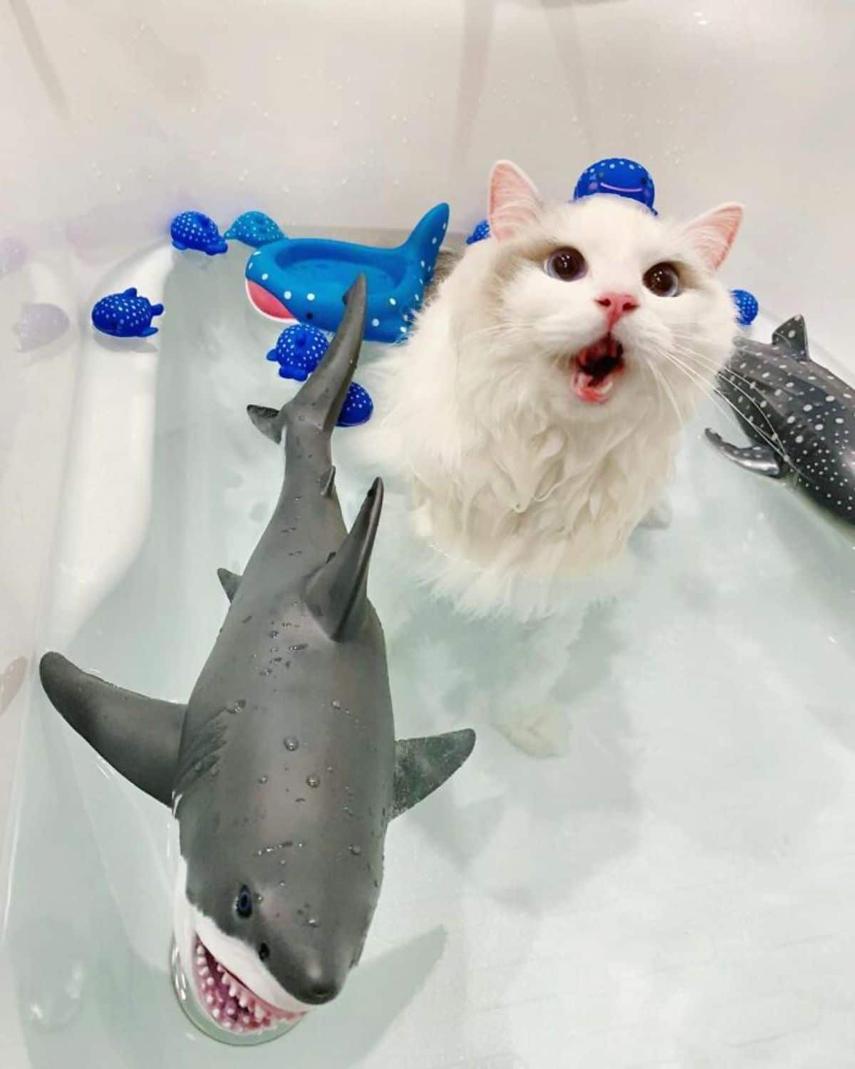 white cat sitting in a bathtub filled with water amid a bunch of rubber blue and grey fish and shark toys with a blue rubber fish on its head
