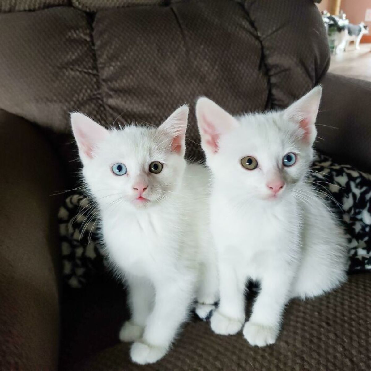 2 white kittens with each kitten having one blue and one green eye