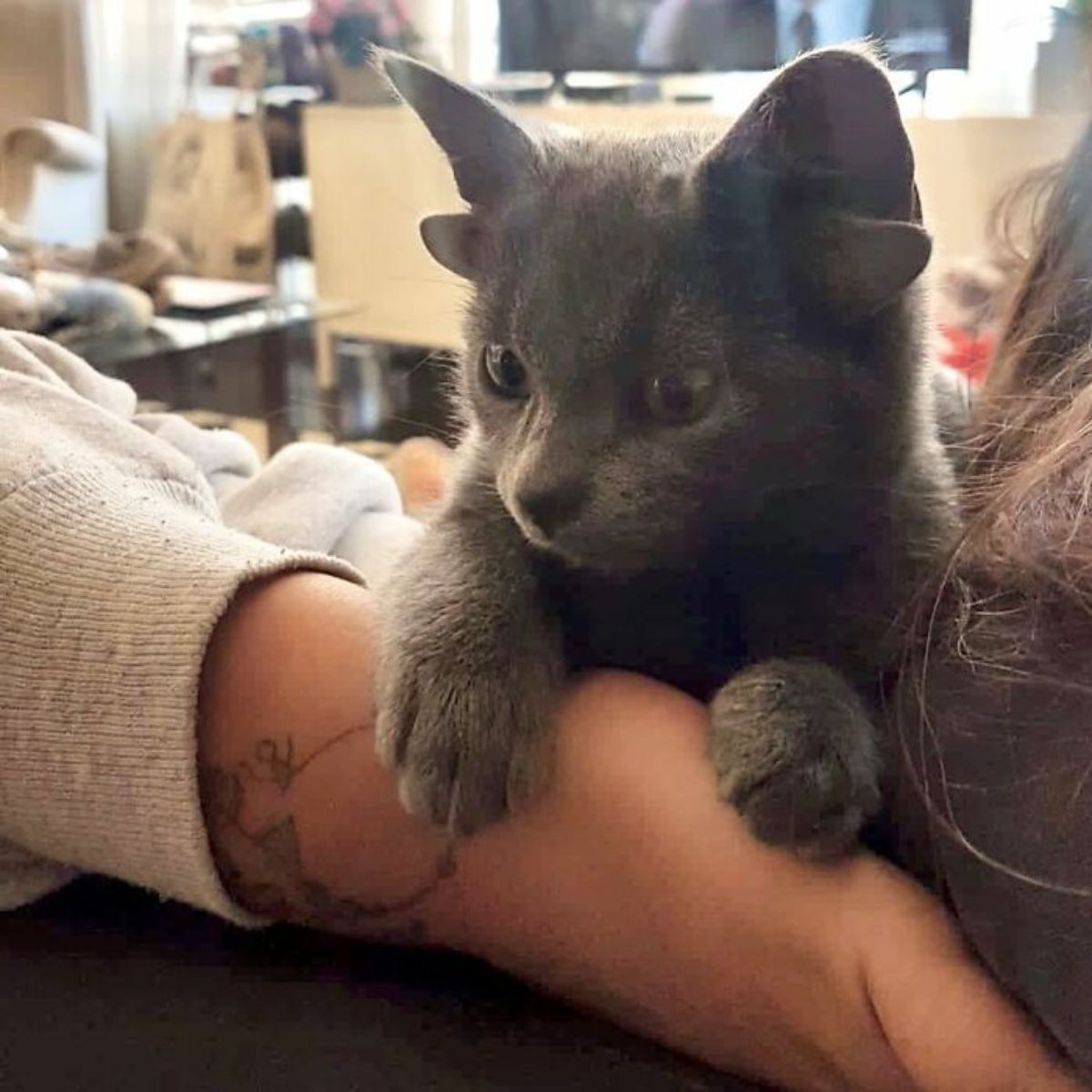 grey kitten with four ears being held by someone