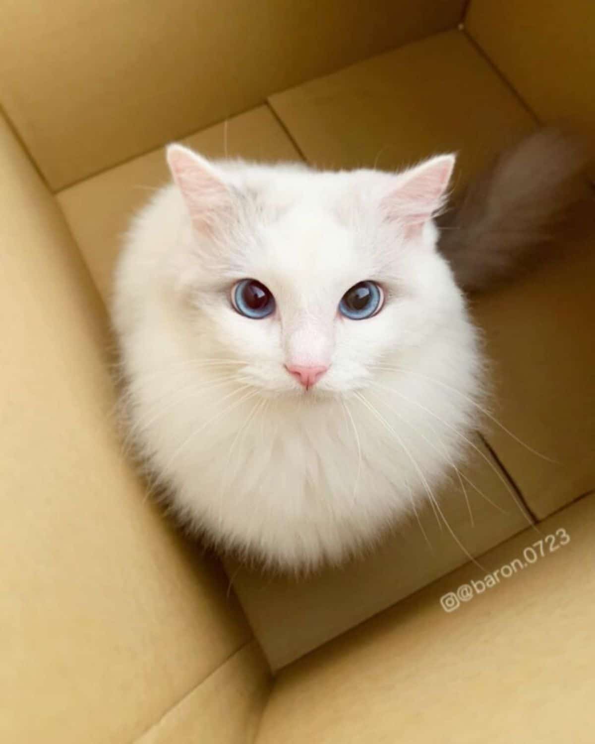 white cat in a cardboard box