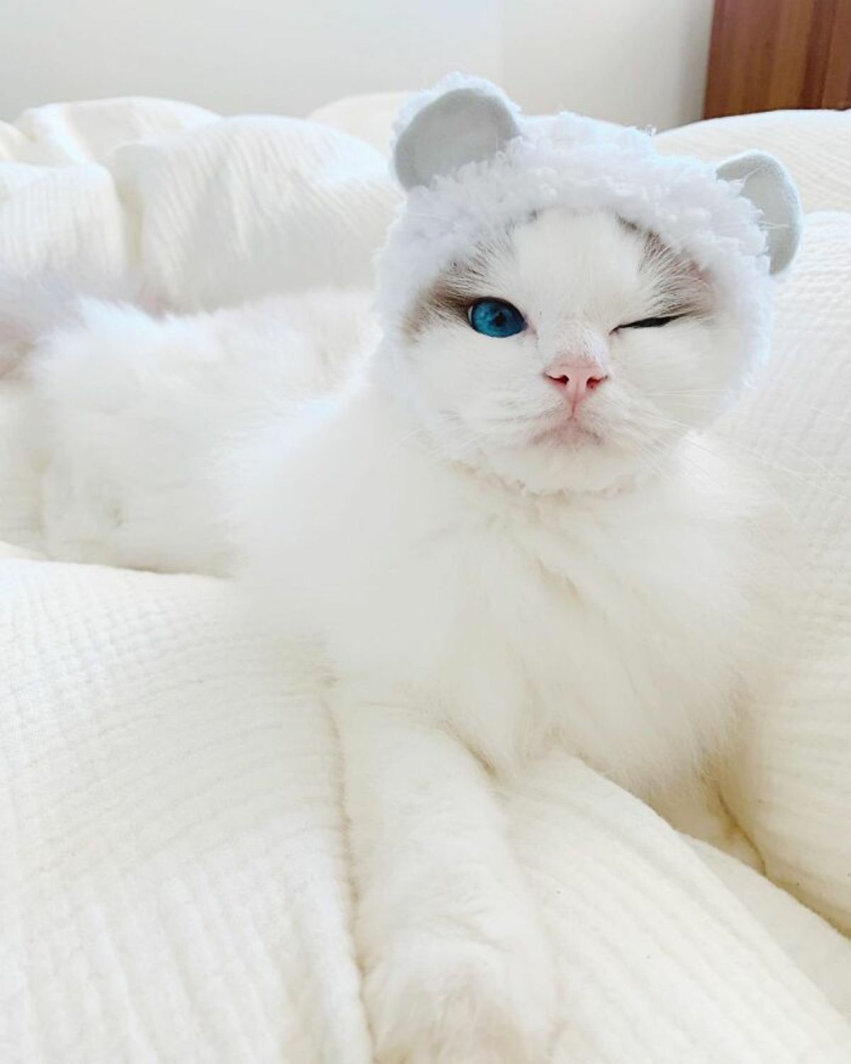 white cat on a white bed with a white hat on