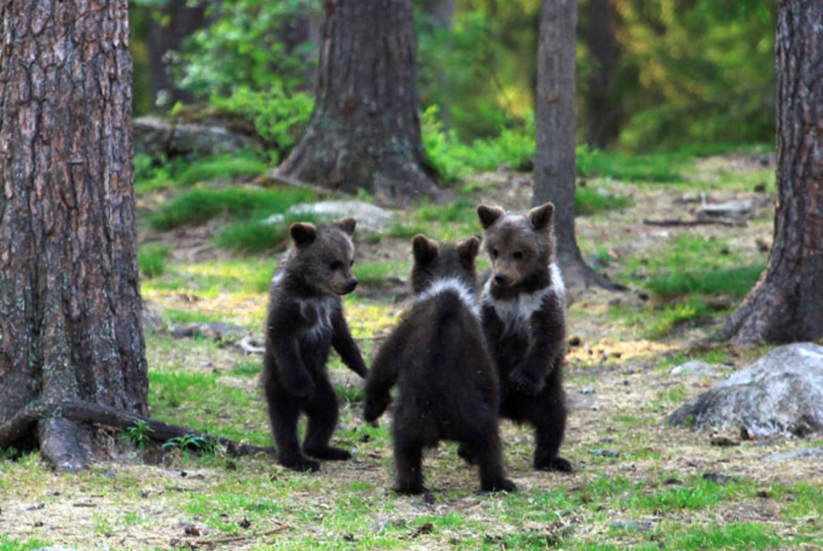 3 bear cubs standing on their hind legs in a circle in a forest