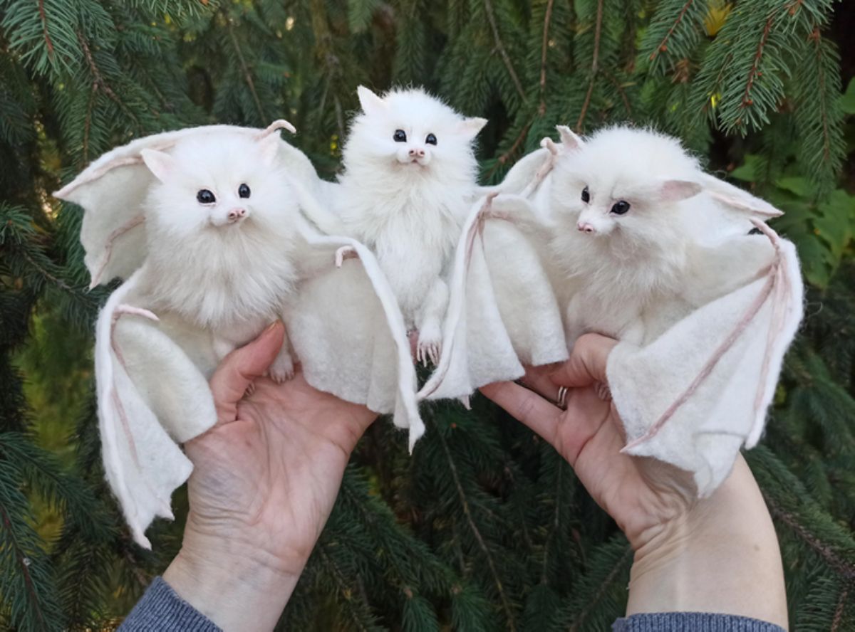 3 fluffy white bats held in someone's hands
