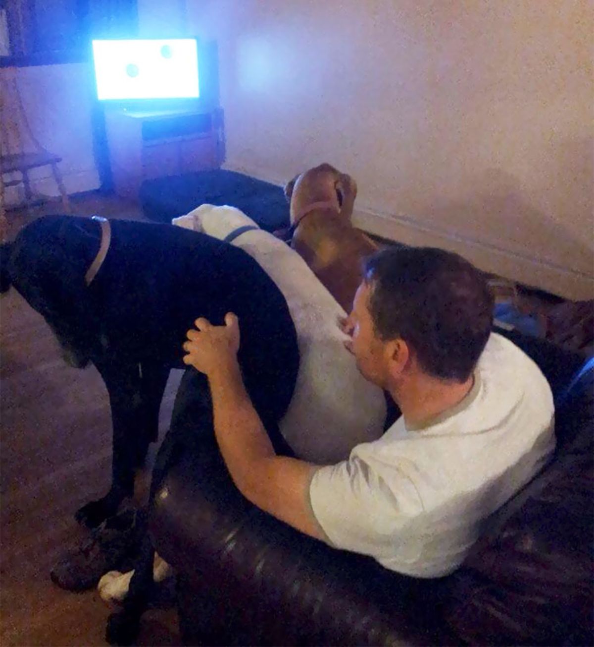 3 great danes, black, white and brown, are sitting on a man's lap and the man is watching television