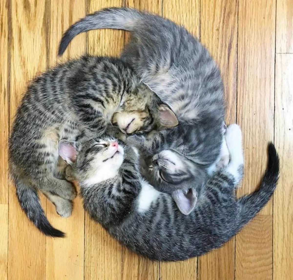 3 grey tabby kittens sleeping in a circle