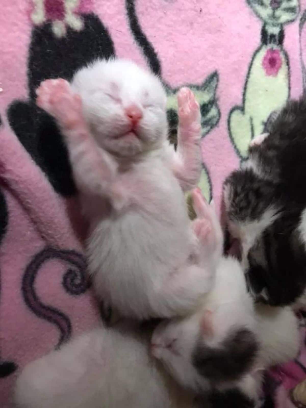 3 kittens 1 white kitten sleeping belly up and 2 black and white kittens