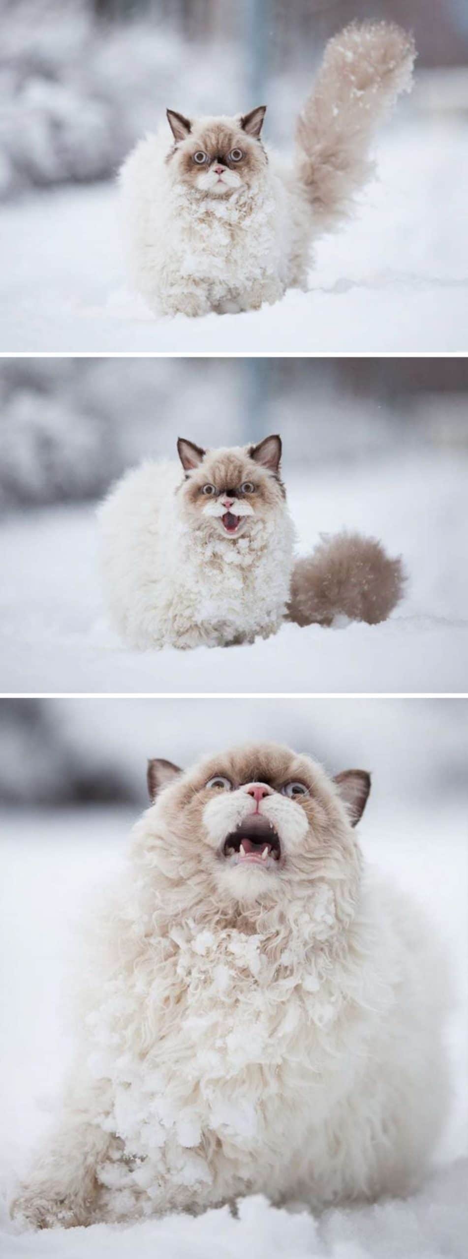 3 photos of a brown and white fluffy cat standing in snow with mouth open