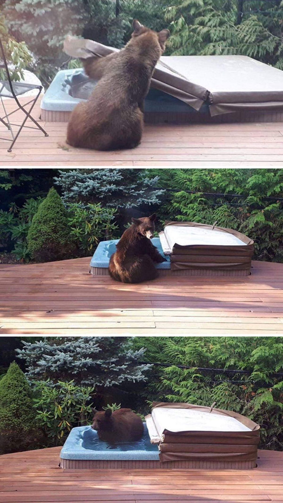 3 photos of a brown bear opening the cover of a jacuzzi and laying in the water