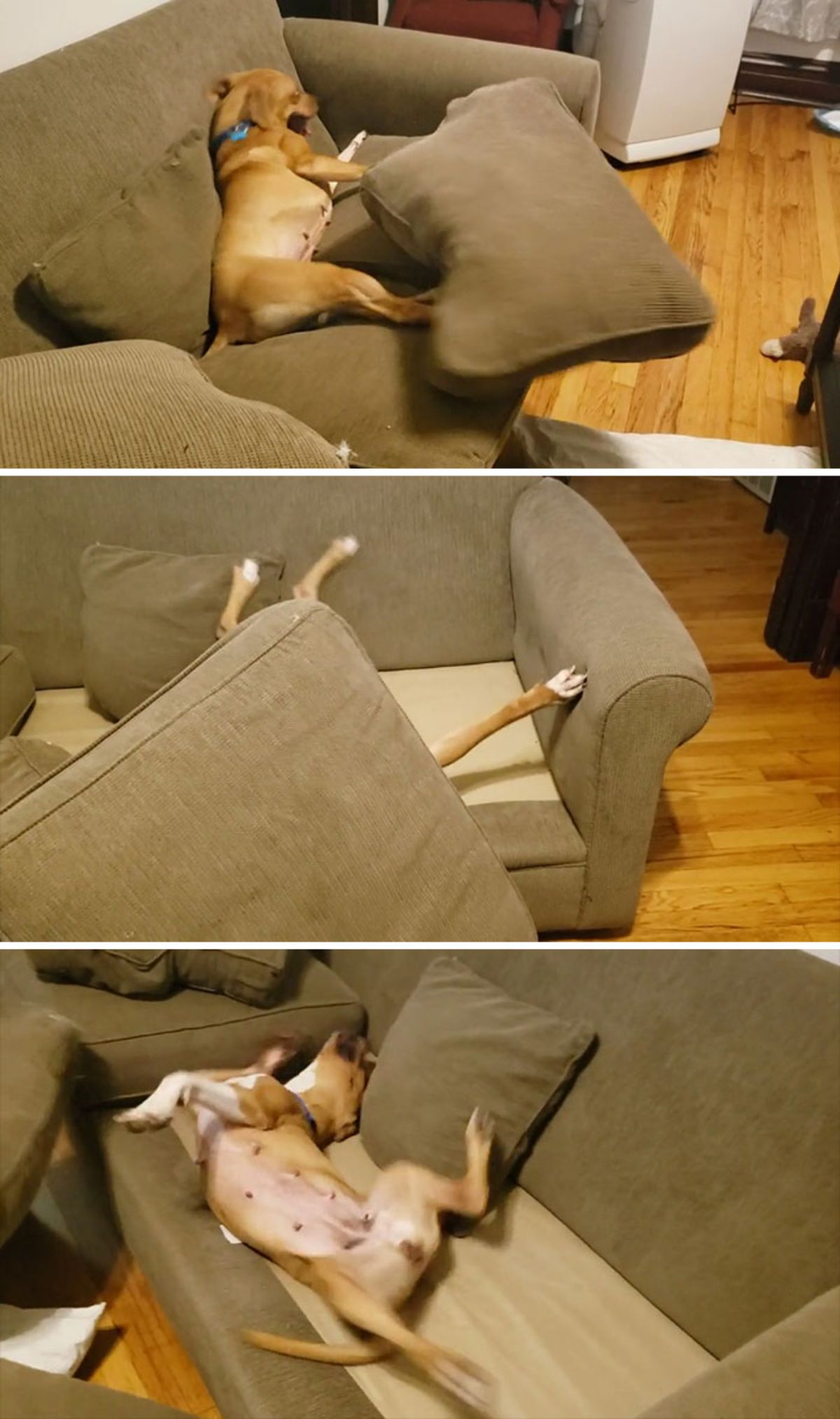 3 photos of a brown dog pushing off couch cushions and laying on the sofa