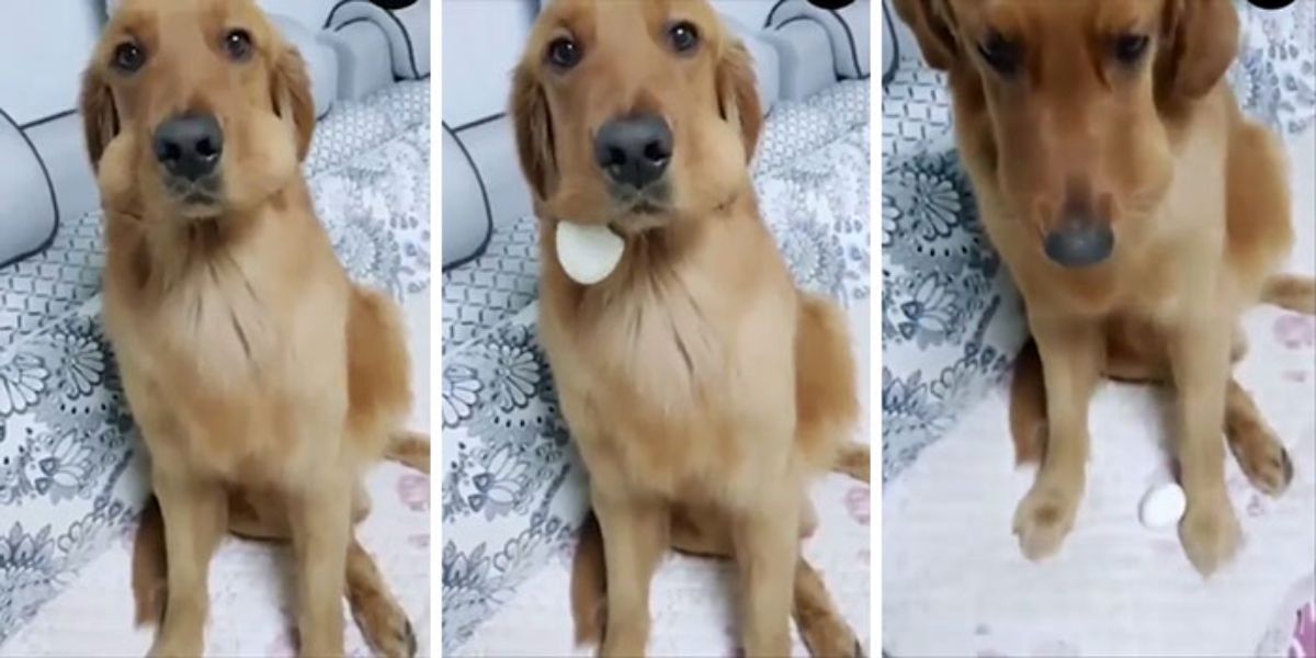 3 photos of a golden retriever sitting on a white bed with 2 eggs in the mouth with one falling out in the last 2 photos