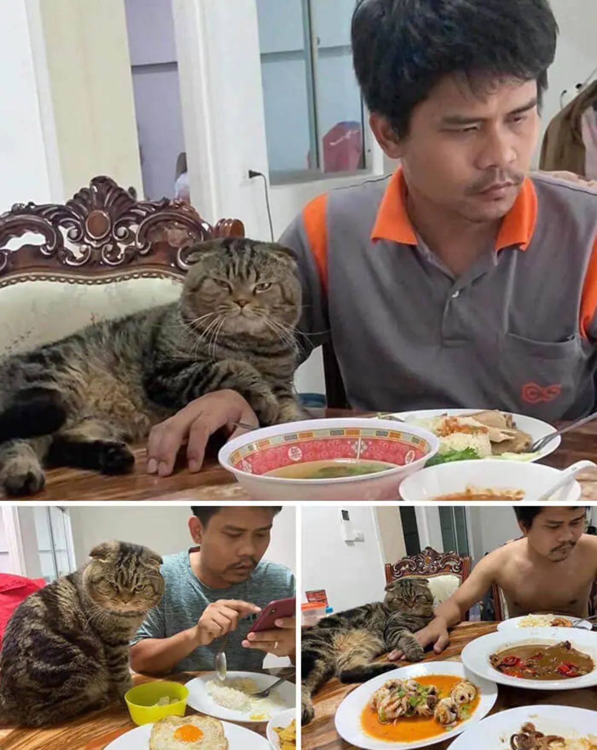 3 photos of a grey tabby cat laying across a man's arm on a wooden table