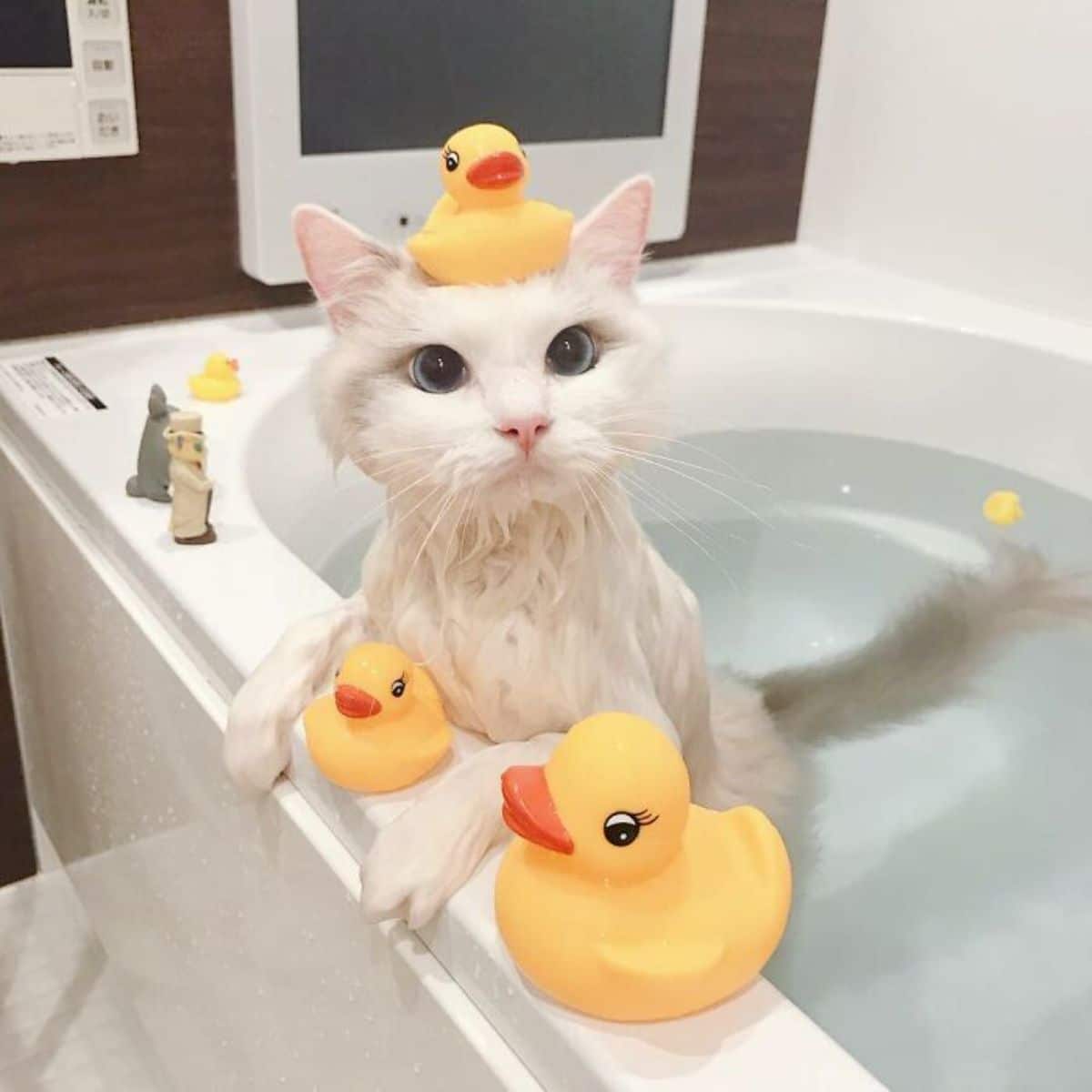 wet white cat in a water-filled bathtub with two rubber ducks on the rim of the tub and another one on its head and some other figurines on the rim