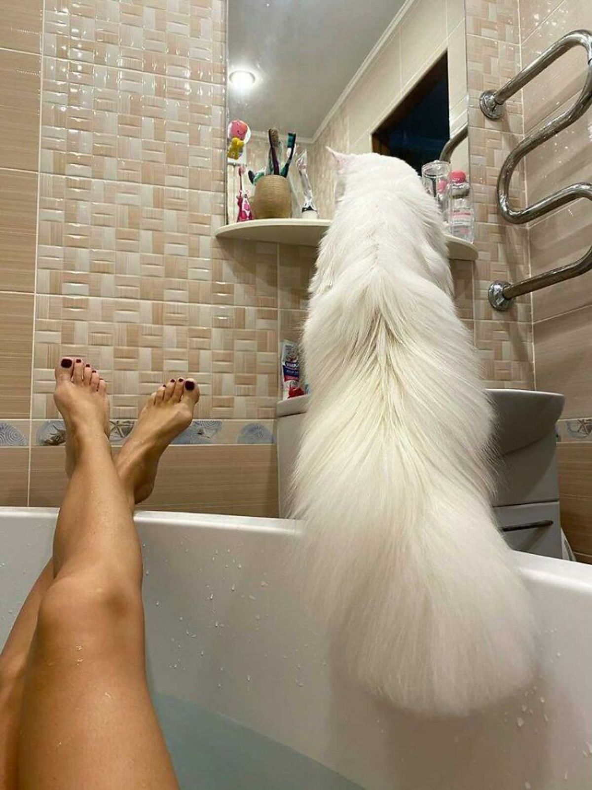 white maine coon cat in a bathroom looking into a mirror sitting on the rim of a washbasin with a woman in the bathtub behind it