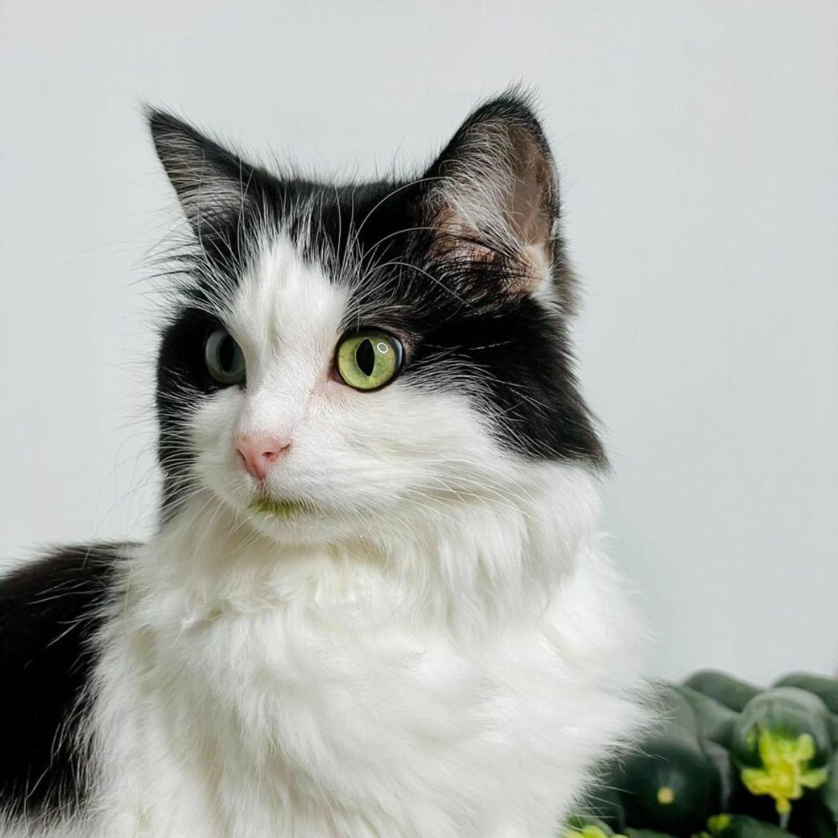 black and white fluffy cat next to some cucumbers with some green stains on the cat's mouth