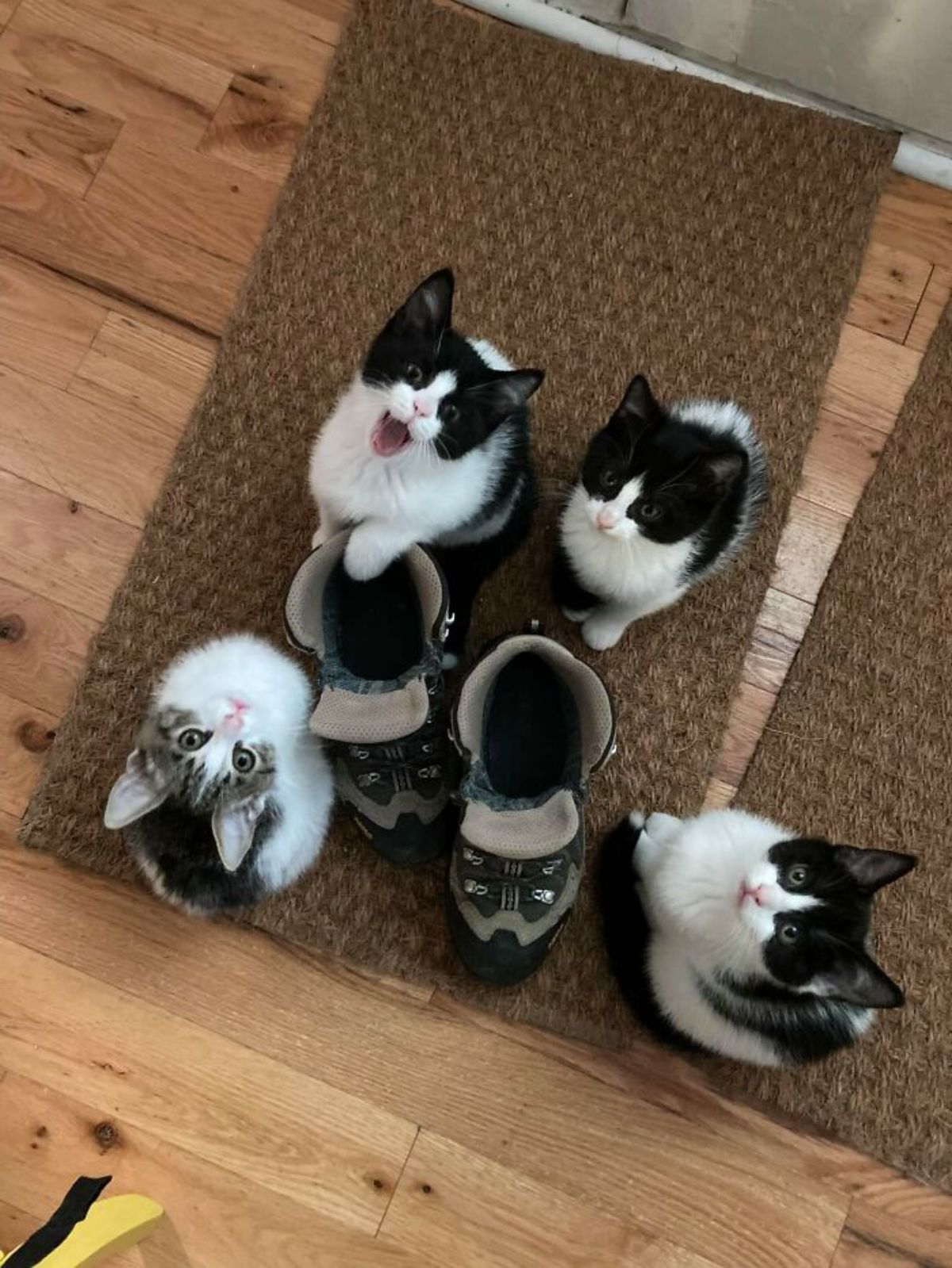 4 black grey and white tabby kittens standing around grey and black boots and looking up