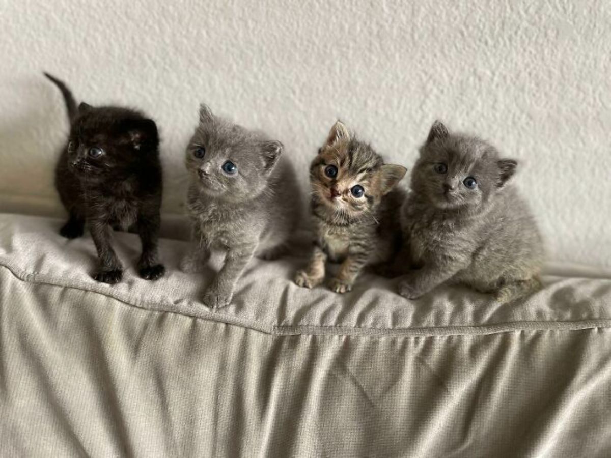 4 kittens 1 black kitten 2 grey kittens 1 grey tabby standing on a grey sofa