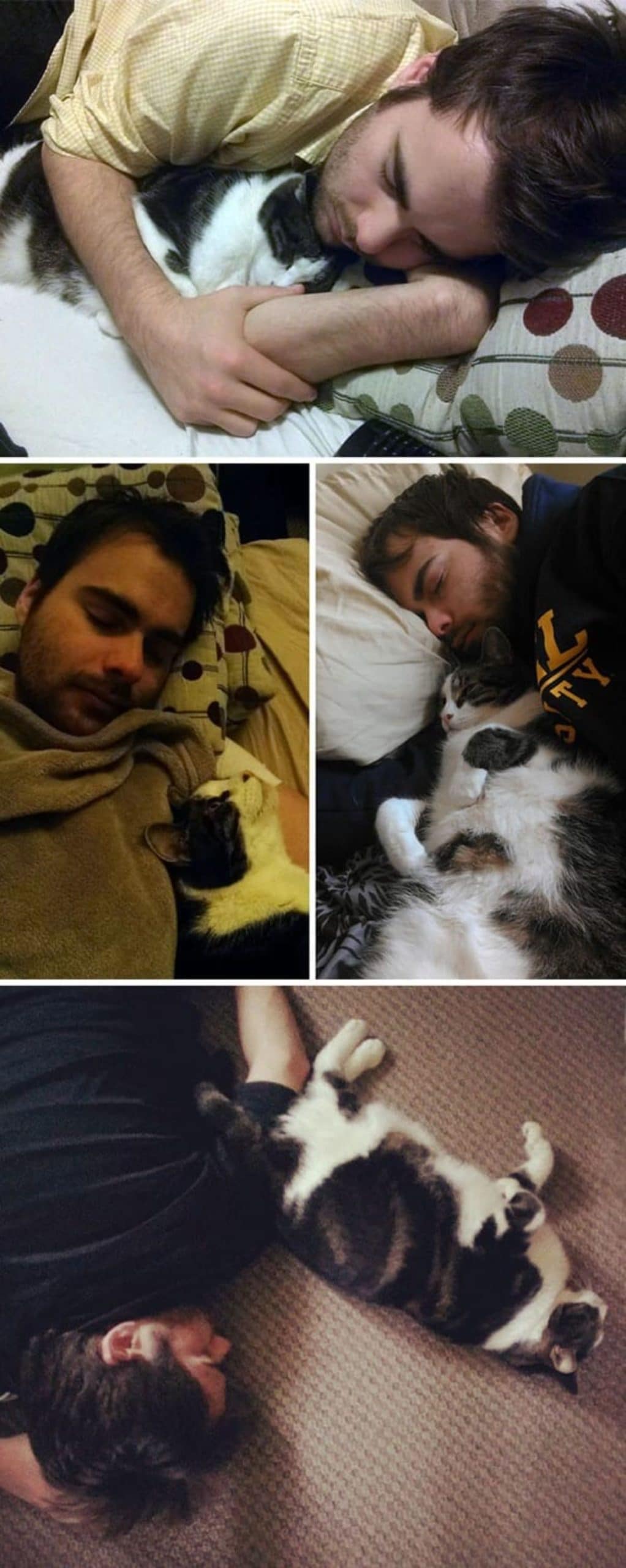 4 photos of a black and white tabby cat sleeping cuddled up with a man