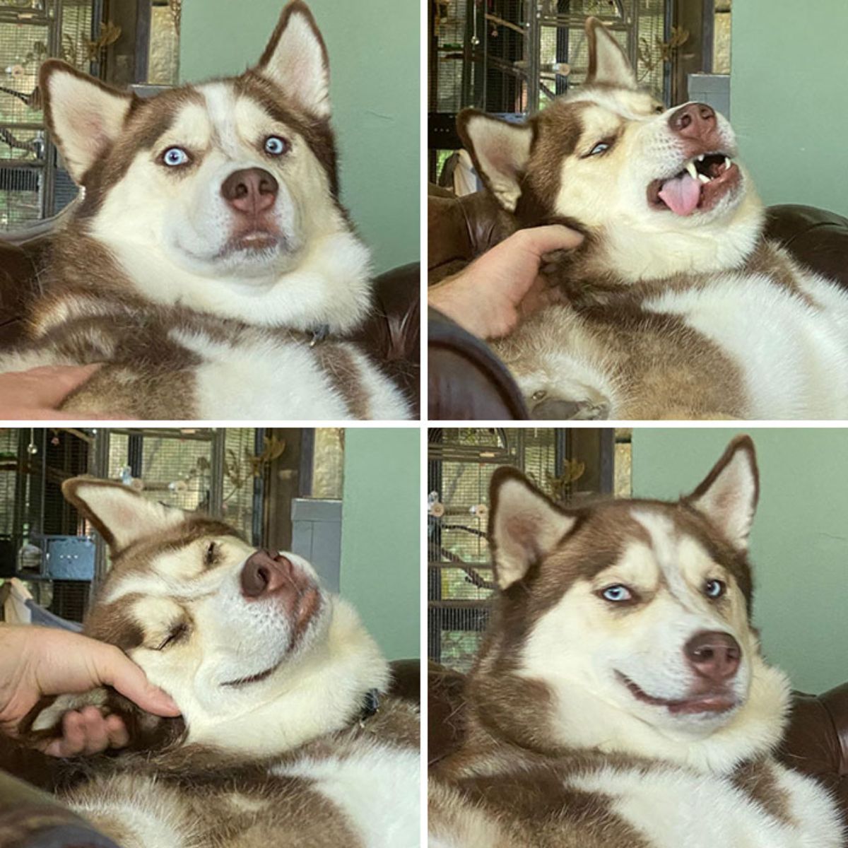 4 photos of a husky getting petted and making derpy faces