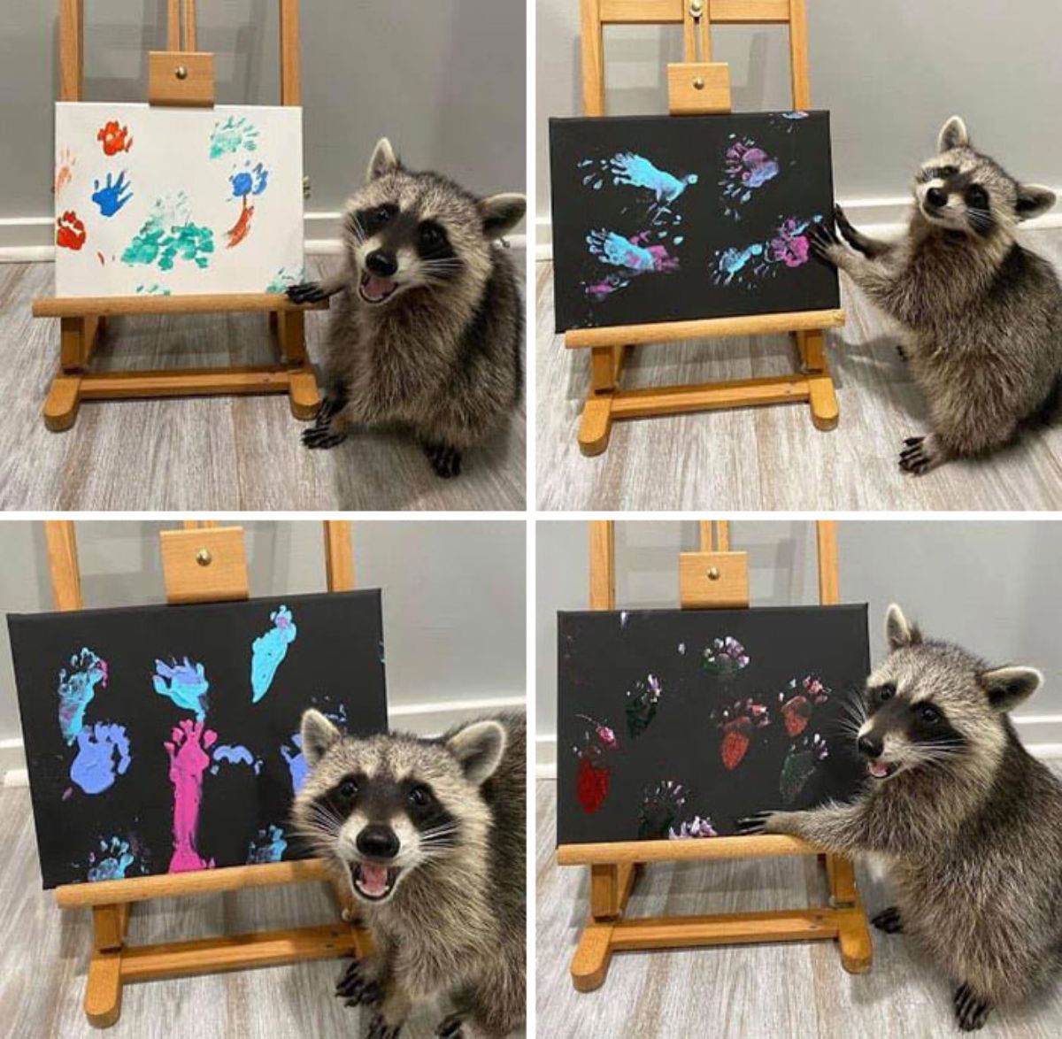 4 photos of a raccoon standing next to canvas paintings on easels of colourful paw prints