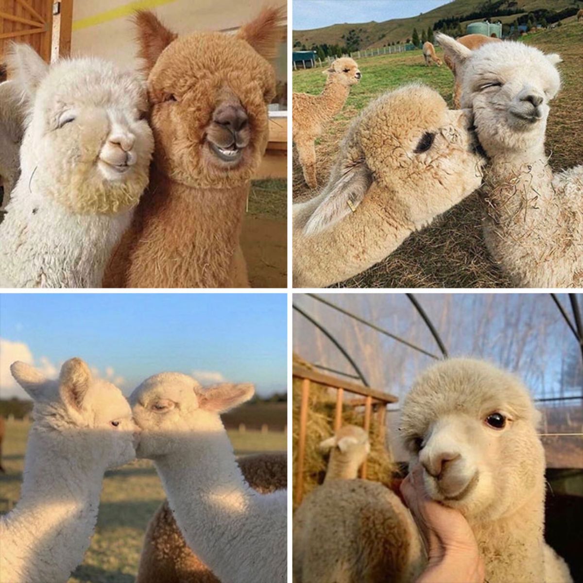 4 photos of alpacas kissing each other