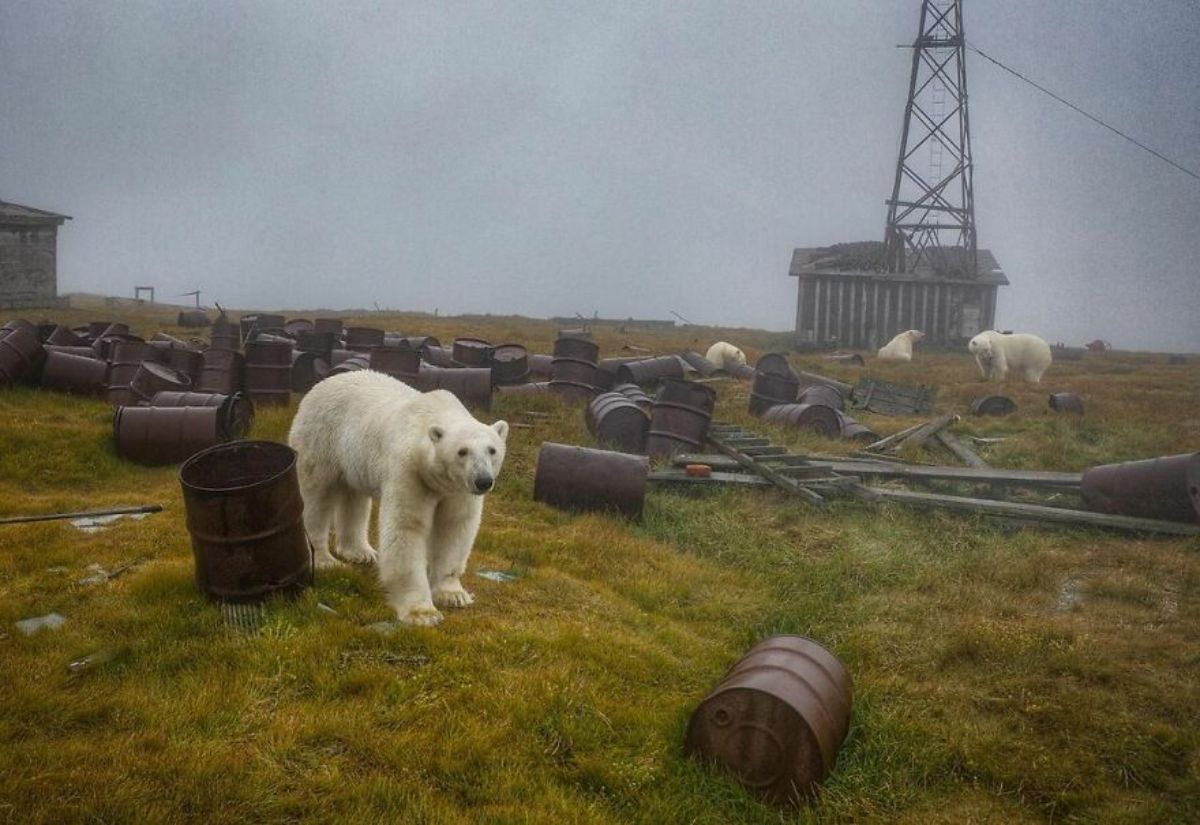 4 polar bears in a field with barrels littered around it