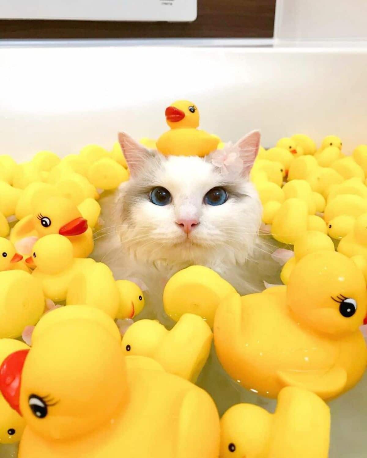 white cat sitting in a bathtub filled with water amid a bunch of yellow rubber ducks with another rubber duck on its head