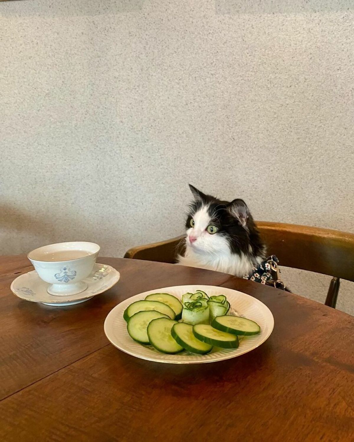 black and white fluffy cat sitting on a chair at a table with a plate of cucumber slicers and a white and blue bowl on a white and blue saucer