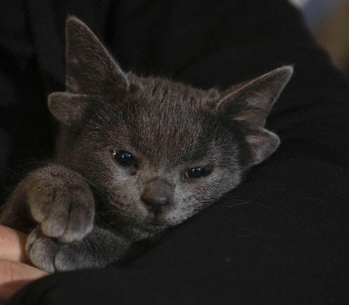 grey kitten with four ears being held by someone wearing black