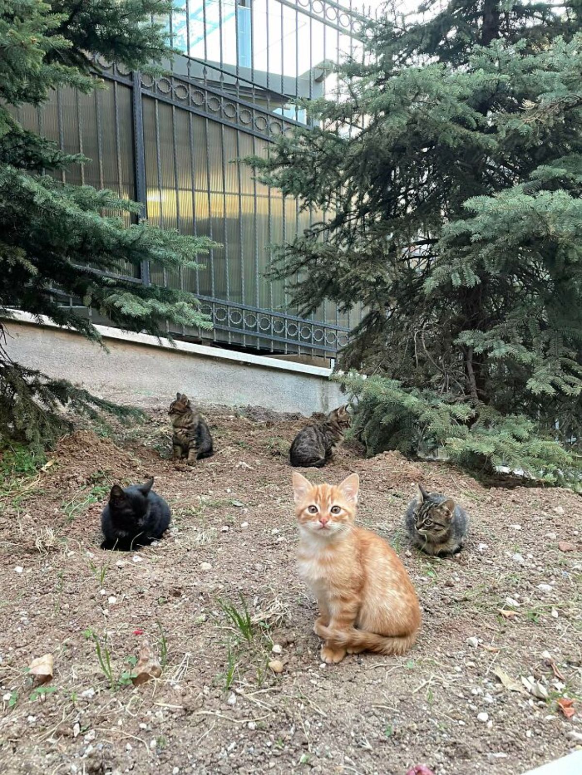5 kittens sitting in a circle with 1 orange kitten 1 black kitten and 3 grey tabby kittens