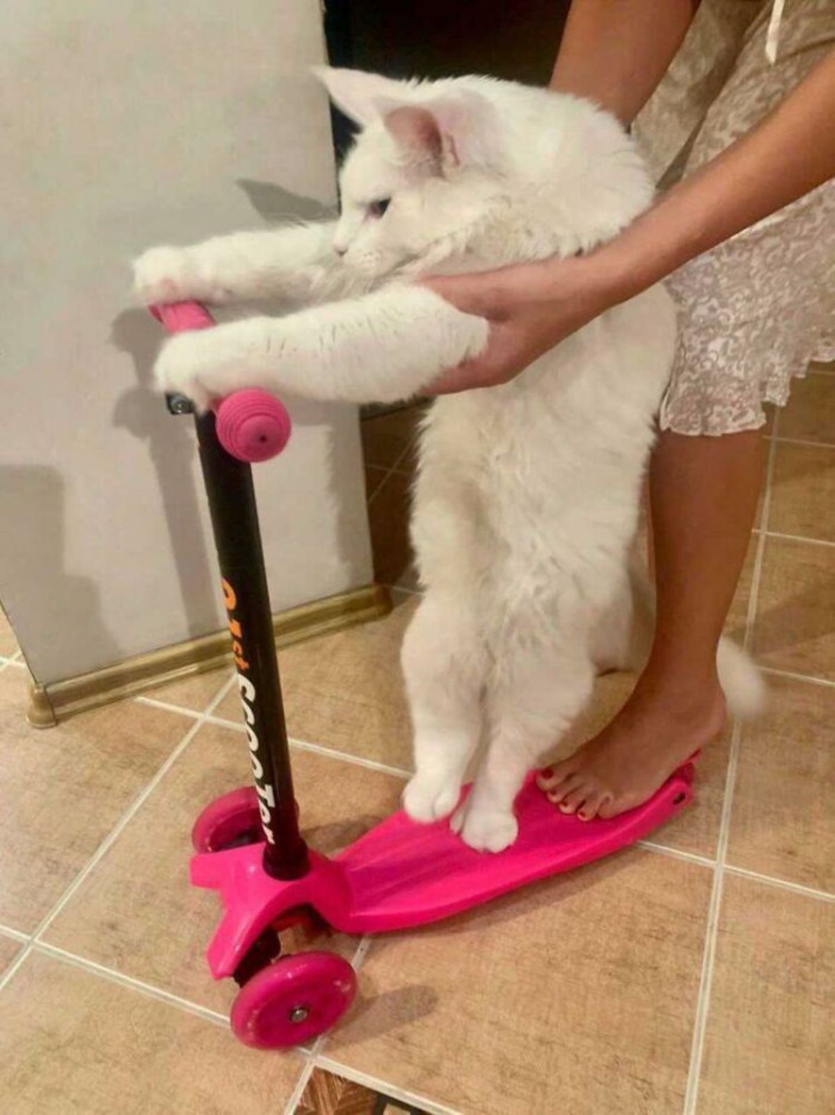 large white maine coon cat on a pink scooter in front of a woman