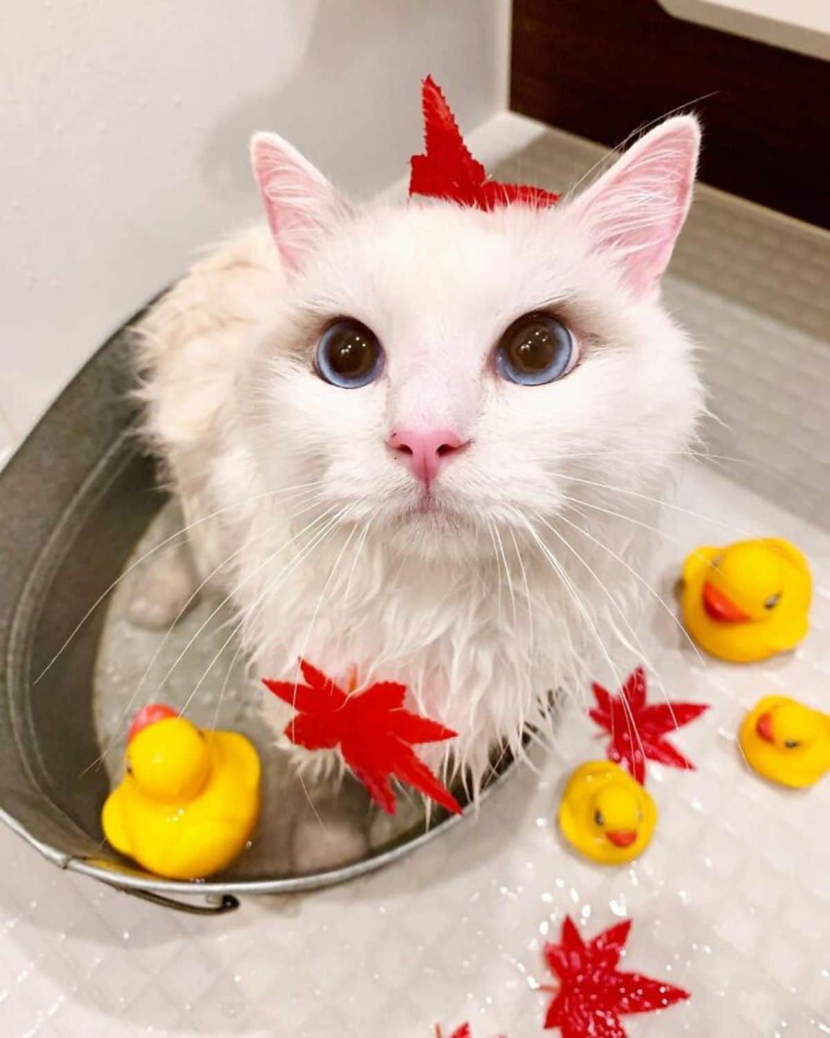 white cat sitting in a bucket in a white tub surrounded by yellow rubber ducks and red leaves