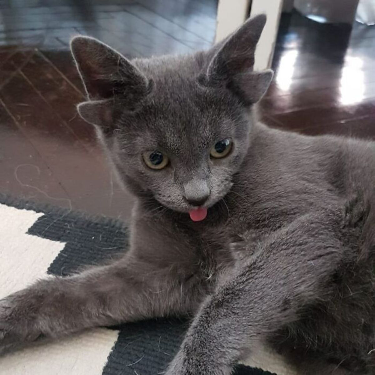 grey kitten with four ears laying on the floor and a black and white rug with the tongue sticking out slightly