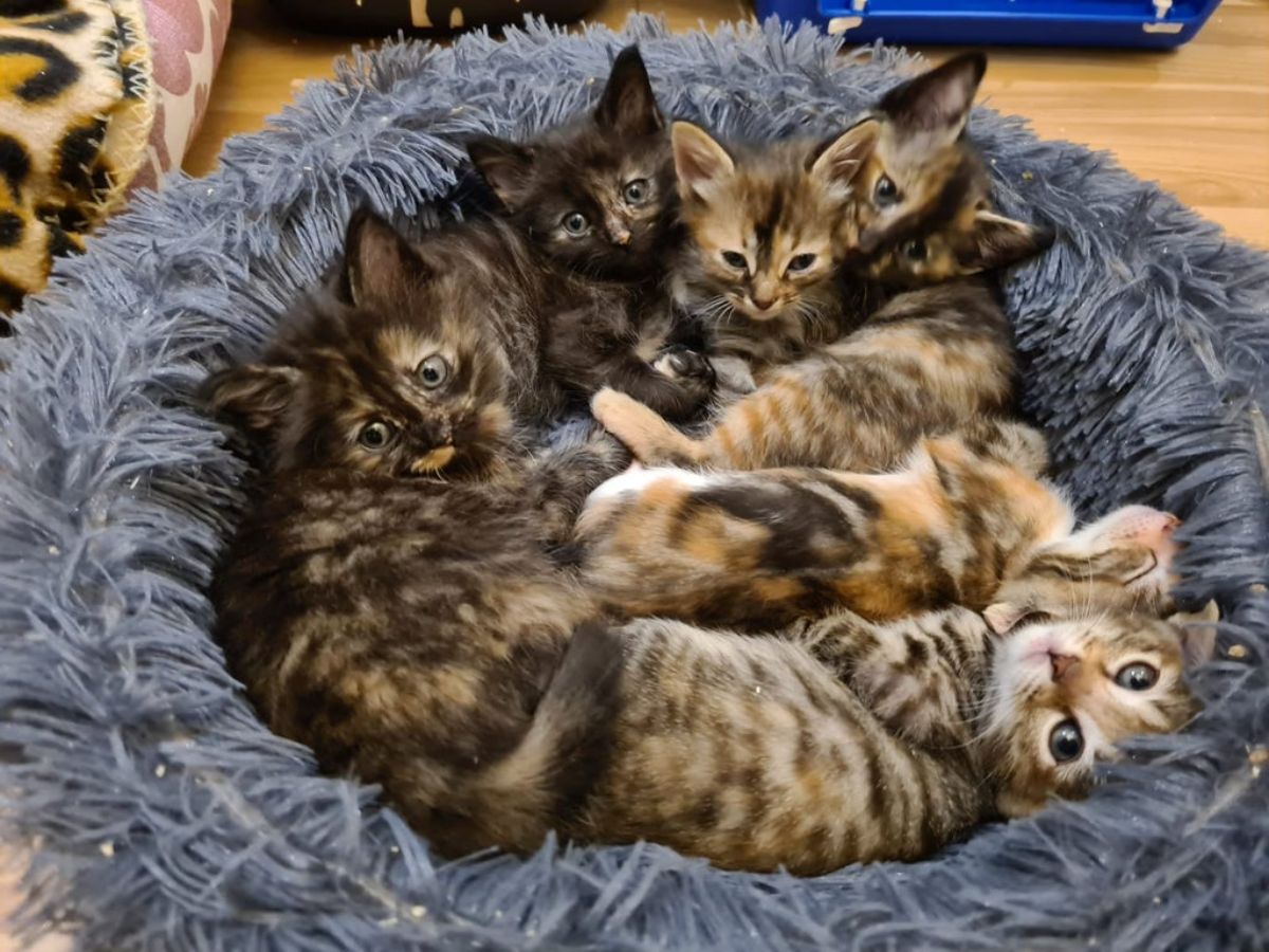 6 kittens laying in a blue fuzzy cat bed with 2 of them being tortoiseshell and 4 being grey and orange tabby kittens