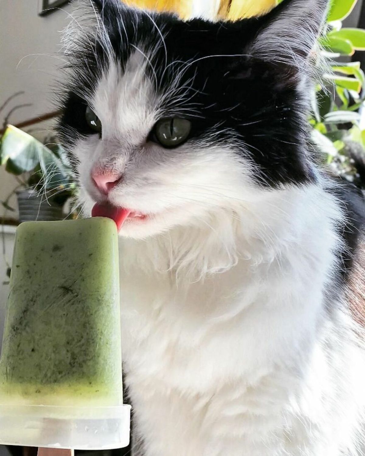 black and white fluffy cat licking a green popsicle