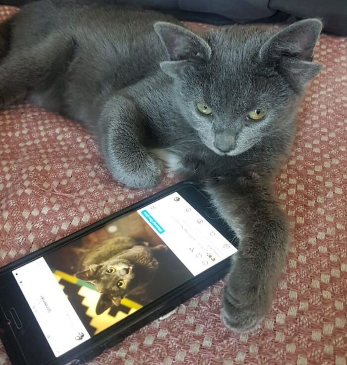 grey kitten with four ears laying on an orange and white blanket with a phone that has an instagram photo open on it