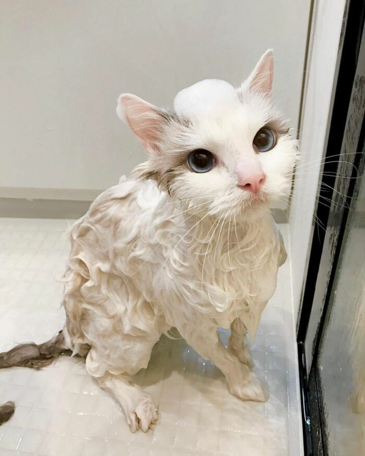 wet white cat sitting